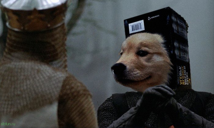 Довольный пёс в картонном шлеме стал героем фотожабы