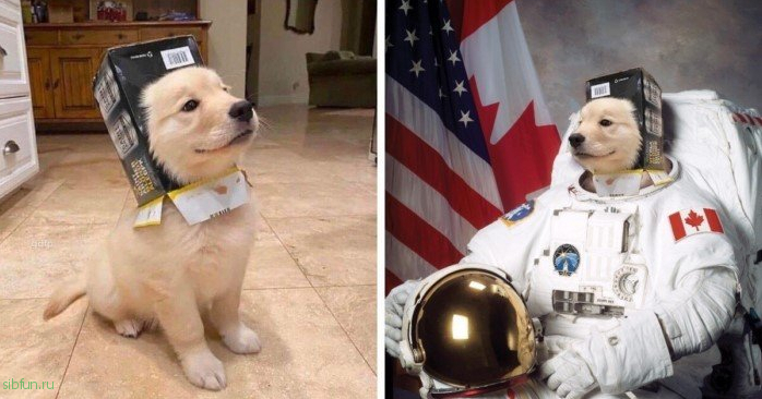Довольный пёс в картонном шлеме стал героем фотожабы # 14.08.2020