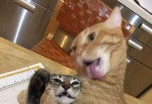 Так себе картинки # 09.08.2020