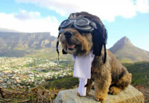 Оскар — самый знаменитый пёс путешественник в мире