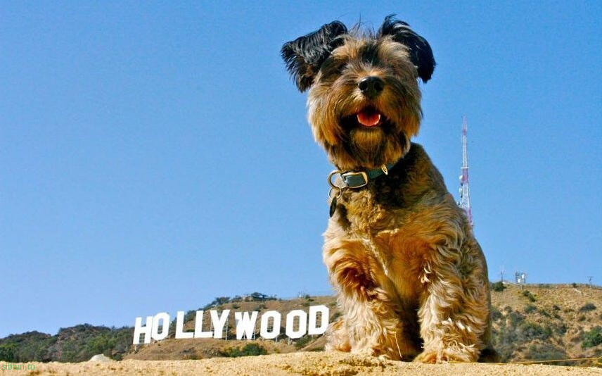 Оскар — самый знаменитый пёс путешественник в мире