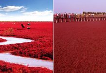 Рапсовые поля и побережье Ляохе на флаге Китая