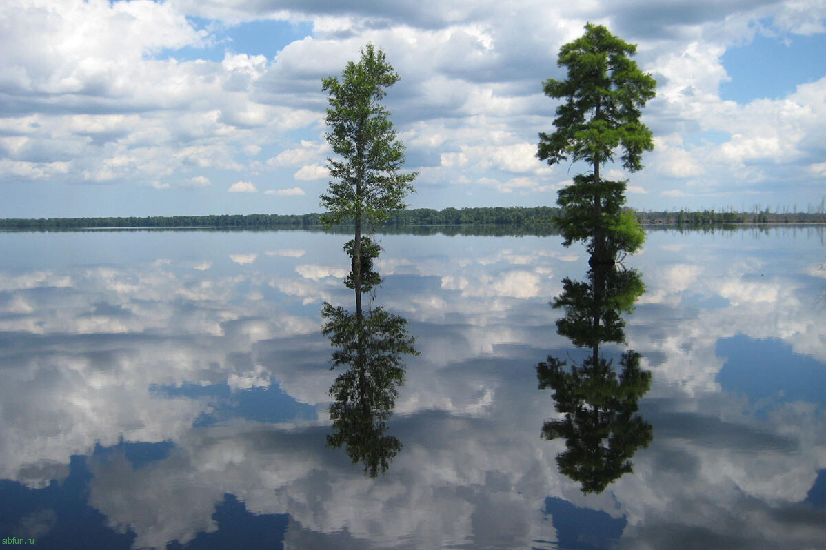 Великое болото Грейт-Дисмал в Нью-Джерси | природа США