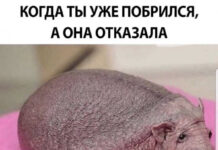 Нестандартный юмор :) # 13.10.2020