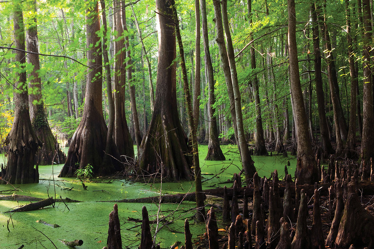 Великое болото Грейт-Дисмал в Нью-Джерси | природа США
