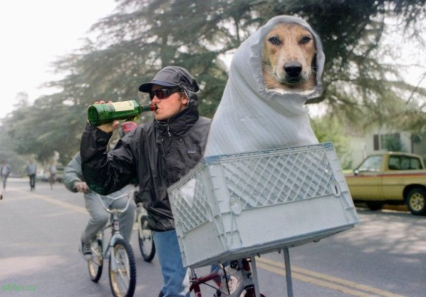 Фотография с собакой в куртке и пьющими рыбаками, вдохновила пользователей на новый фотошоп-баттл