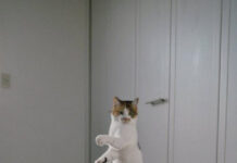 Кот-прыгун стал новым героем фотошоп-битвы в Сети # 25.11.2020