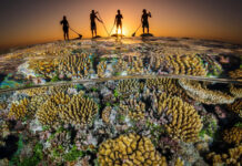 Коралловый риф — как растёт и образуется, из чего состоит? | Фото, видео