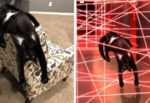 Перевёрнутый кот стал героем фотошоп-битвы # 19.11.2020