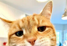 18 комментаторов из сети, у которых чувства юмора хватит на себя и на того парня # 05.11.2020