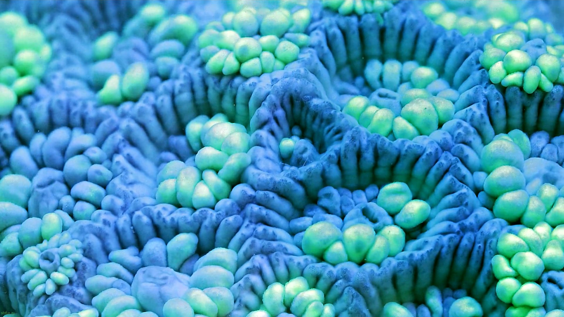 Коралловый риф — как растёт и образуется, из чего состоит? | Фото, видео