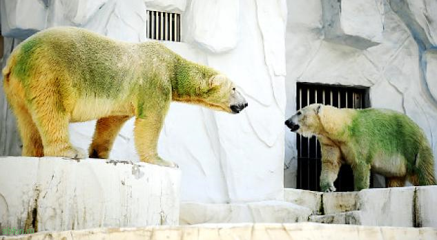 Какого цвета полярный медведь: белого, коричневого или зелёного?