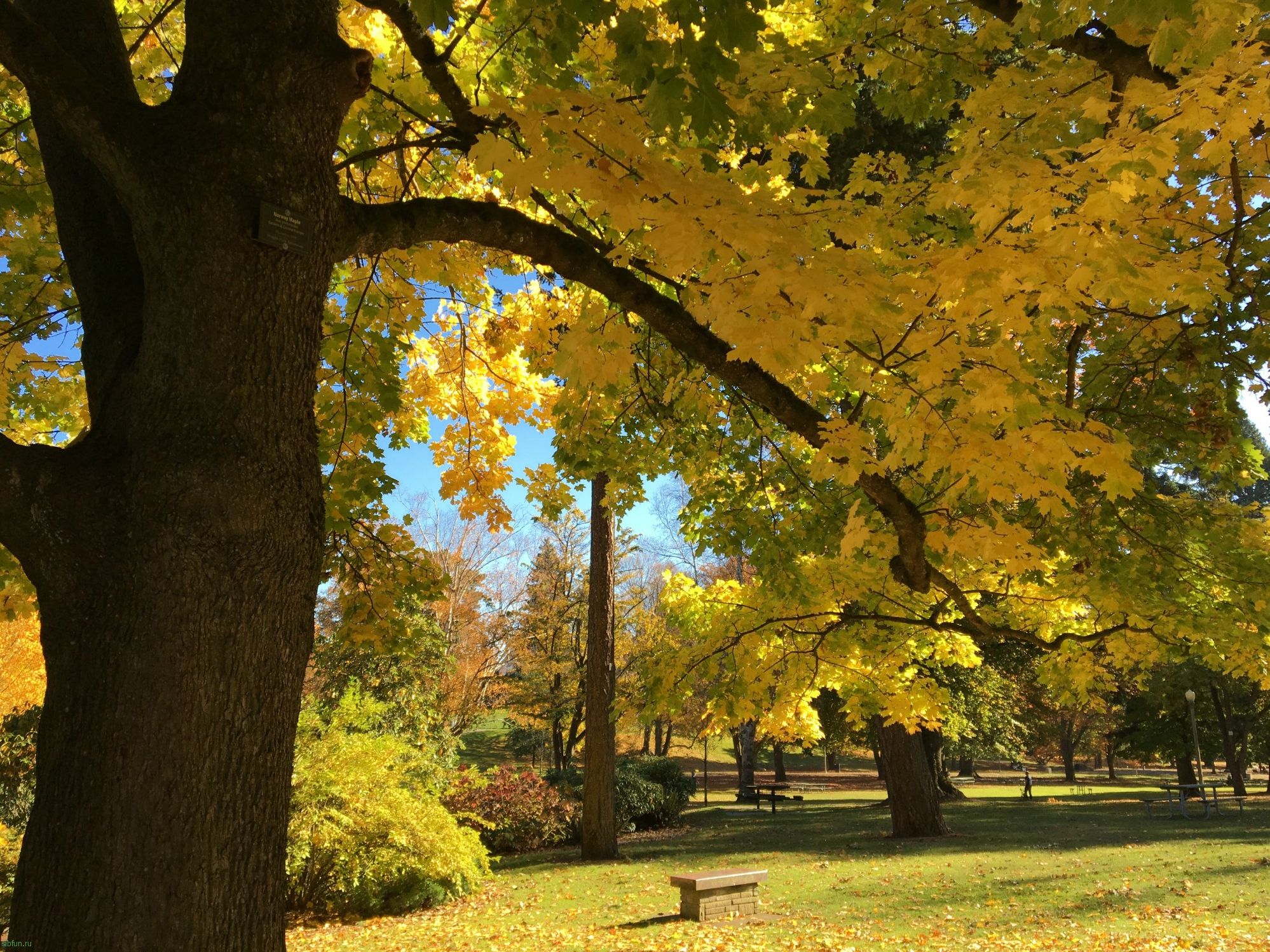 Почему осенью листья меняют цвет: желтеют и краснеют? | tourweek