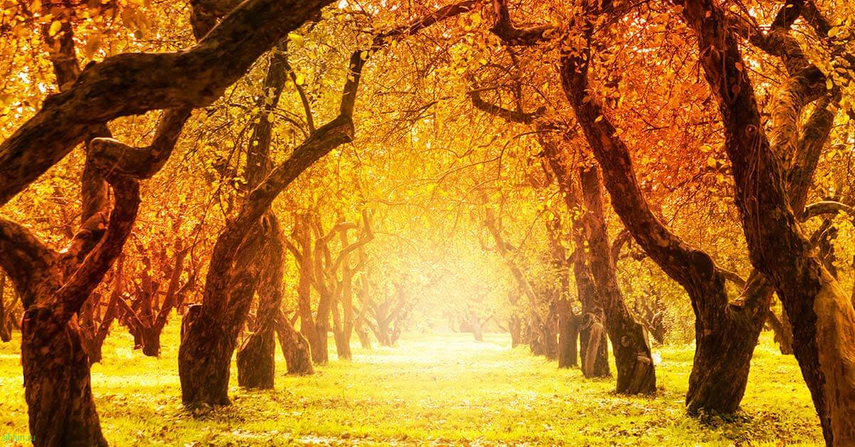 Почему осенью листья меняют цвет: желтеют и краснеют? | tourweek