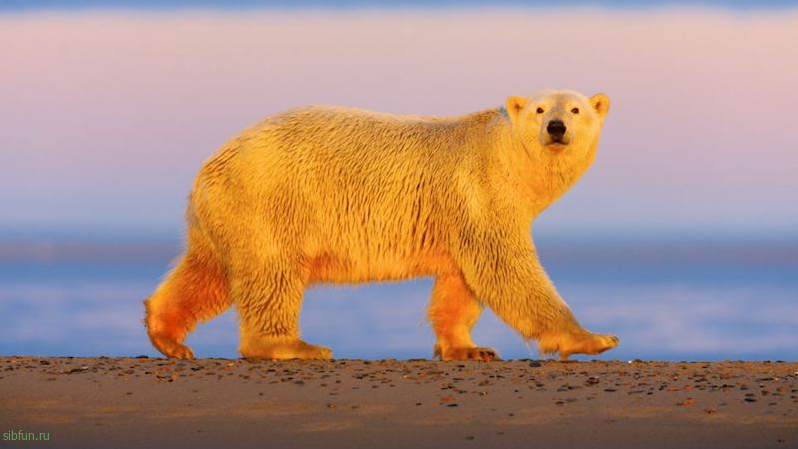 Какого цвета полярный медведь: белого, коричневого или зелёного?