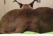 Нестандартный юмор :) # 29.01.2021