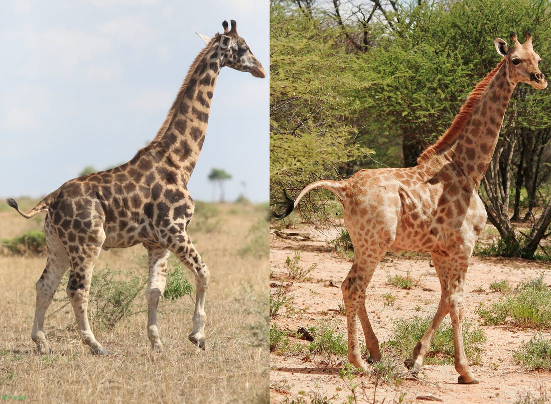Карликовые жирафы в Намибии и Уганде — как выглядит жираф самого маленького роста?