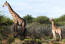 Карликовые жирафы в Намибии и Уганде — как выглядит жираф самого маленького роста?