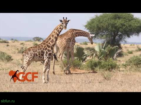 Карликовые жирафы в Намибии и Уганде — как выглядит жираф самого маленького роста?
