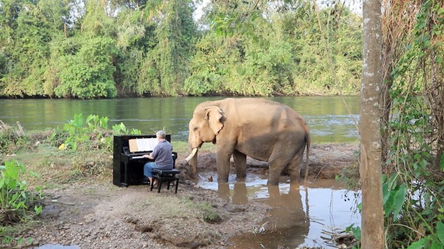 Концерт классической музыки для тайского слона