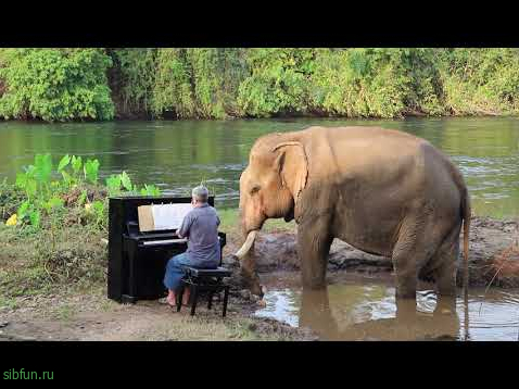 Концерт классической музыки для тайского слона