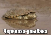 Так себе картинки # 14.02.2021