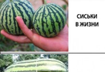 Нестандартный юмор :) # 19.02.2021