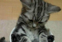 Так себе картинки # 13.03.2021