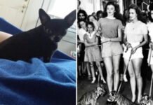 15 фотографий, доказывающих, что ревность и зависть бывают разных форм и размеров # 16.03.2021