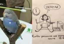 Забавные картинки о похудении и диетах # 16.03.2021