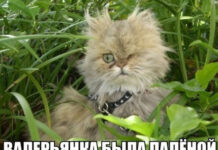 Так себе картинки # 15.04.2021