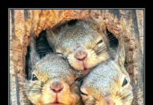 Всякие картинки # 26.04.2021