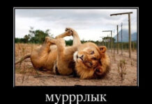 Так себе картинки # 07.06.2021