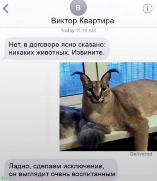 Нестандартный юмор :)