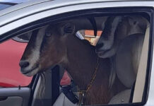 Подборка фотографий из серии «что здесь происходит?» # 08.07.2021