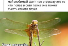 Юмор и прикольные картинки # 27.07.2021