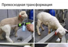 Странный и черный юмор # 16.08.2021