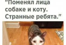 Баянисто-небаянистый юмор # 11.10.2021