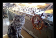 Так себе картинки # 01.11.2021