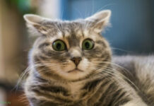 Прикольные и просто красивые картинки # 01.11.2021