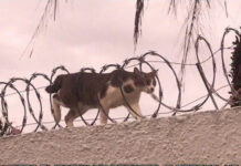 Так себе картинки # 03.11.2021