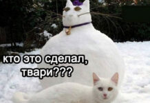 Так себе картинки # 14.12.2021