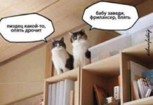 Всяческие картинки # 25.12.2021