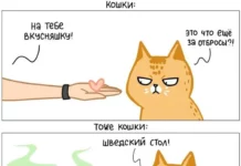 15 забавных комиксов от художницы, которая живёт в доме с четырьмя котами # 19.09.2023