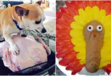 Кулинарные катастрофы: 30 забавных провалов в приготовлении на День благодарения