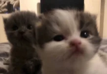 Картинки-смешинки