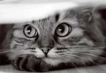 Такие вот картинки