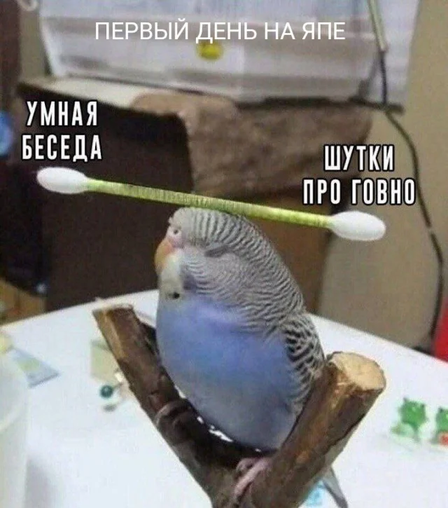 Никакучки