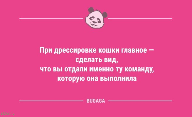 Анекдоты дня: «При дрессировке кошки главное — сделать вид…» 