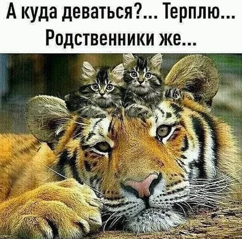 Классные прикольные картинки